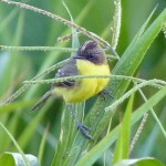 Crested Doradito (Pseudocolopteryx sclateri)